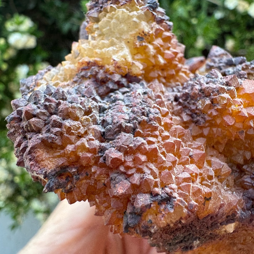 Natural golden cactus quartz crystal cluster